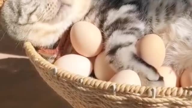 SHH! Don't wake the kitten up! Let it hatch some eggs for us.