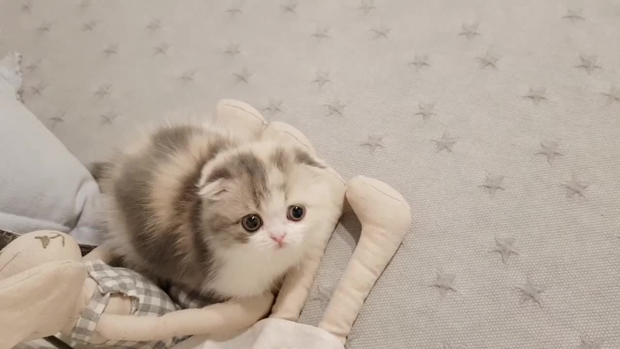 Very Cute Kitty! Playing with Ball and Stick