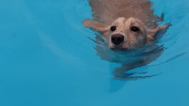 Pure cream. Dachshund's swimming.