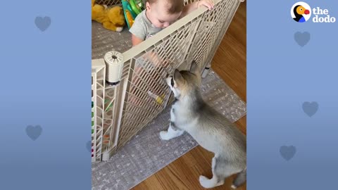 Baby Husky Grows Up With Baby Girl And They Do Everything Together