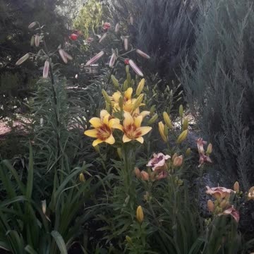 Thickets of lilies