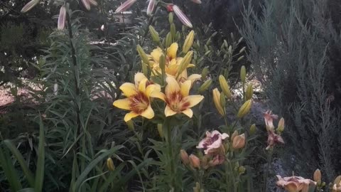 Thickets of lilies