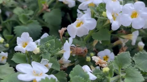 The Bees Picking Out Their Own Flowers