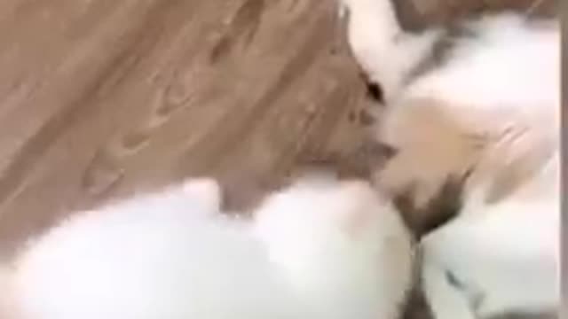 Funny video of pets