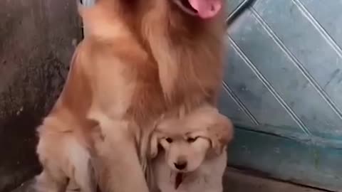 Protective Dog Dad Won't Let Anyone Near His Puppy