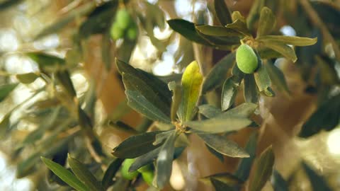 Olive on a Branch CU