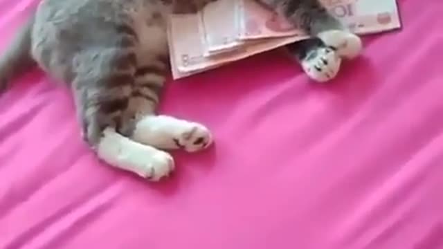 Even cats love money