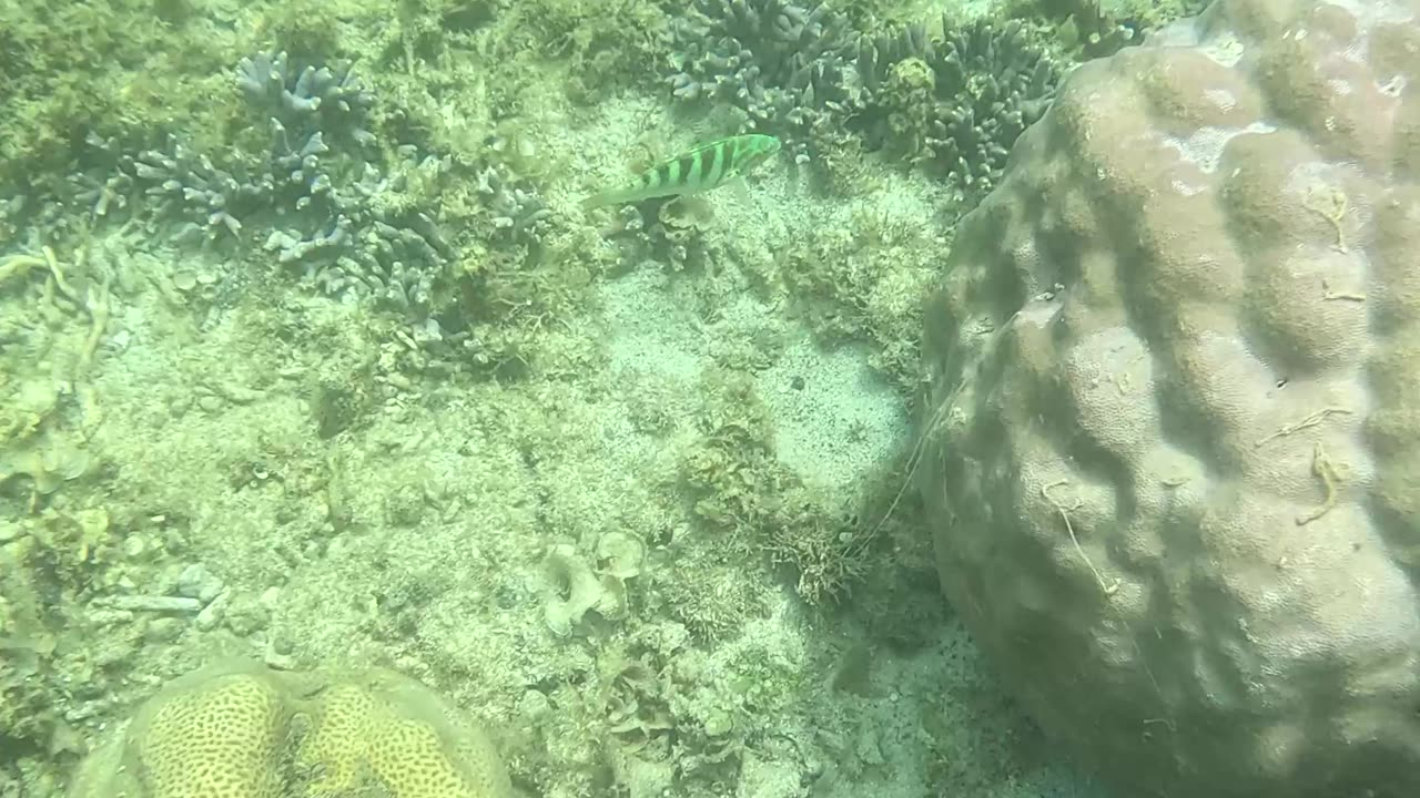 Snorkeling Adventures Philippines, Giant clams and coral