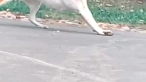 This dog's favorite playing tool is rock.