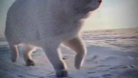 cat walk on ice with handsome style