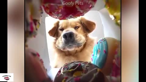 Lovely Cat Reaction to Cutting Cake - Funny Dog Cake Reaction Compilation(2)