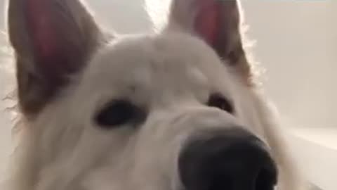 Husky FaceTimes Her Crush!