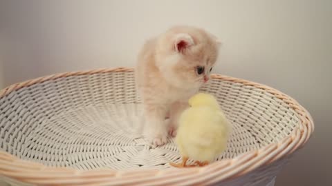 funny kitten walks to tiny chickens