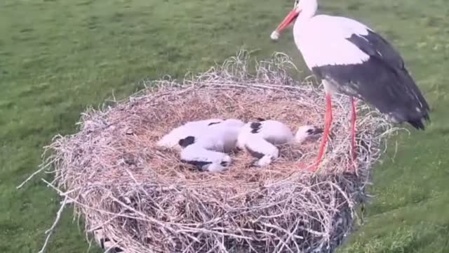 Cruel Ciconia - Ciconia killing other bird's baby