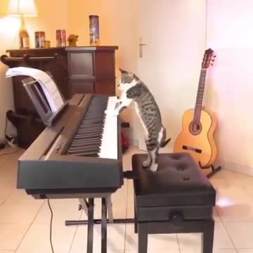 Cat takes anger on piano