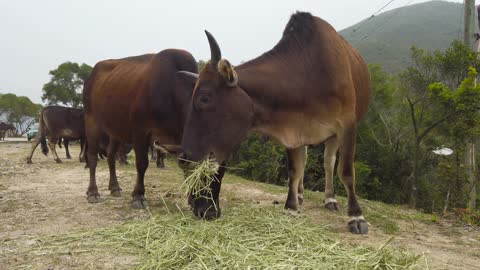 herd-of-cattle-feeding-on-hays