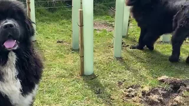 Newfoundland dogs are crazy cute, but not the most helpful gardening companions.