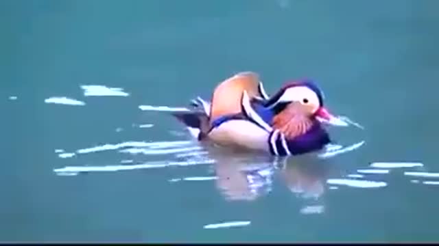 Mandarin ducks