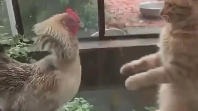 Cock vs pussy Fight.