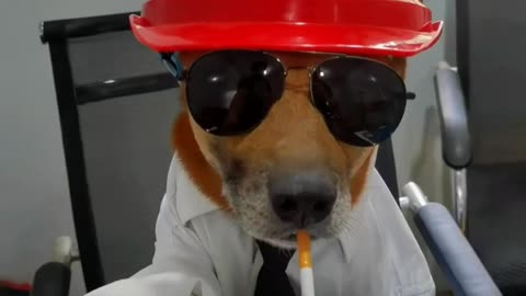 Very funny dog ​​in the manager's chair