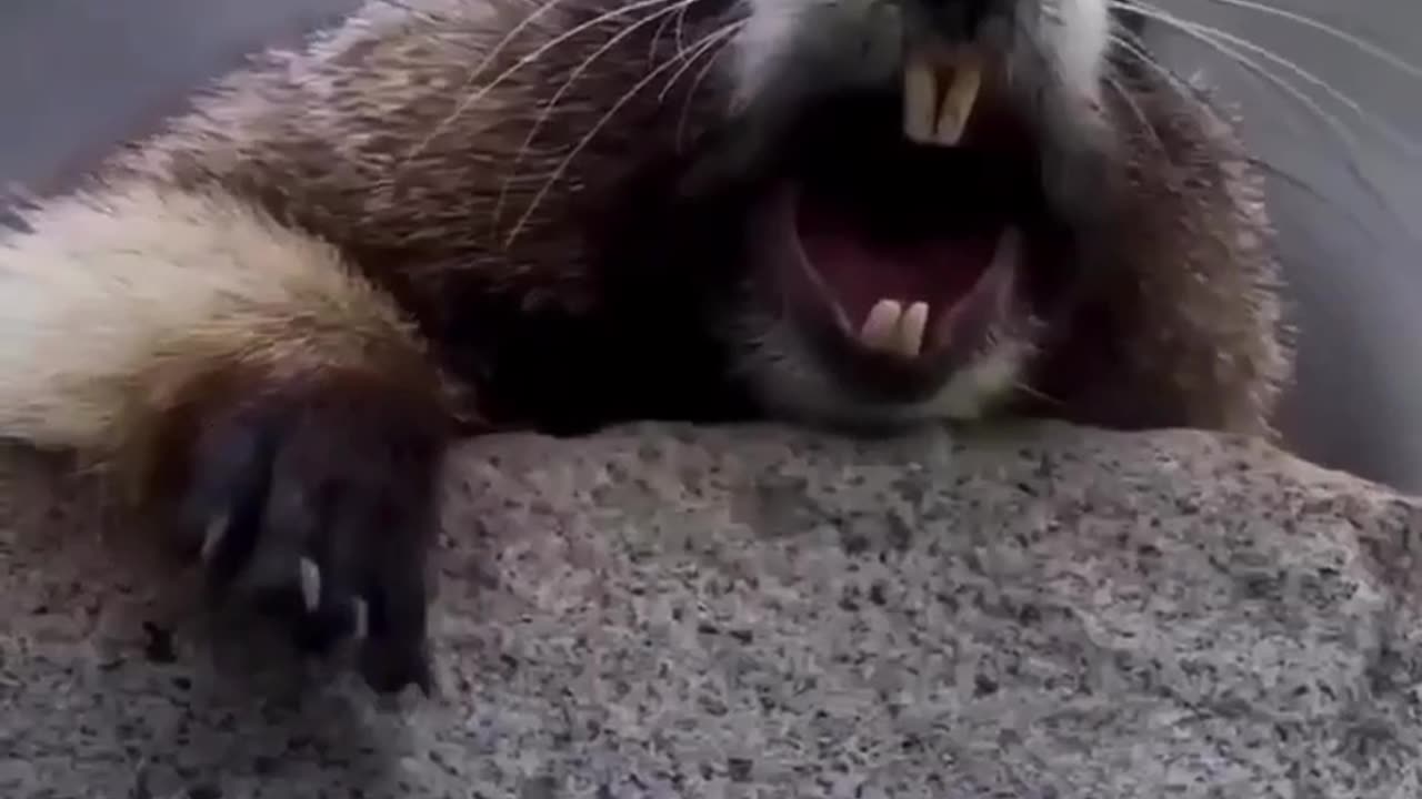 TRY NOT TO LAUGH 😆 Best Funny Videos Compilation 😂😁😆