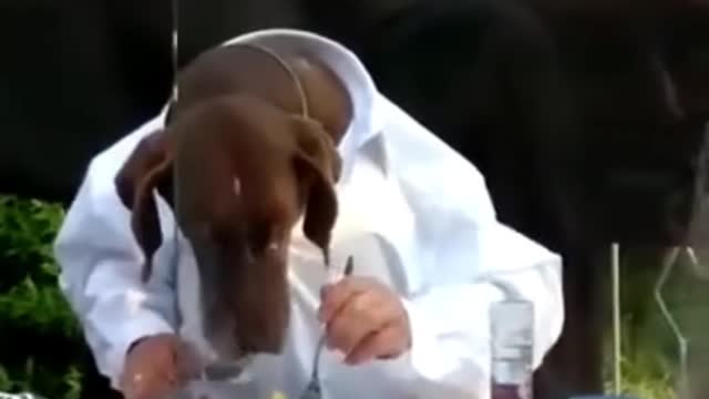 Dogs Eating Like Humans