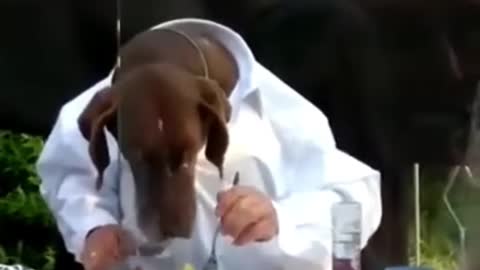 Dogs Eating Like Humans