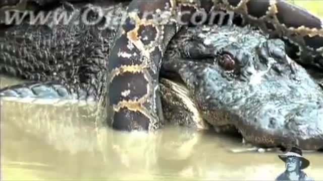 Python vs Alligator 01 Real Fight Python attacks Alligator