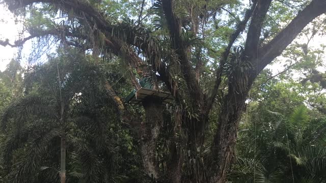 Jamaica YS Falls in St Elizabeth