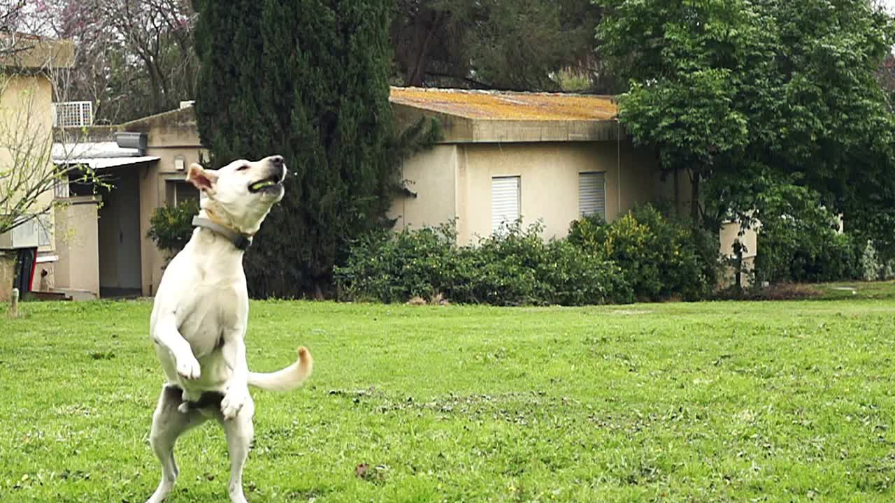 Super slow motion of a white dog catching a tennis ball