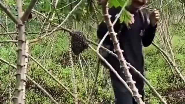 Funny video about bees-5