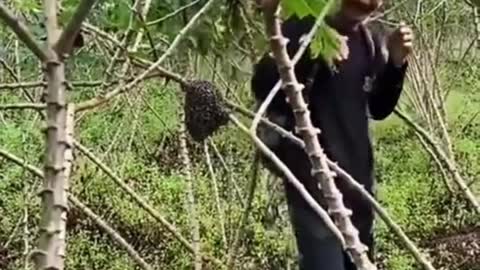 Funny video about bees-5