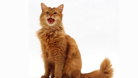 Everything you need to know about the Somali Cat!