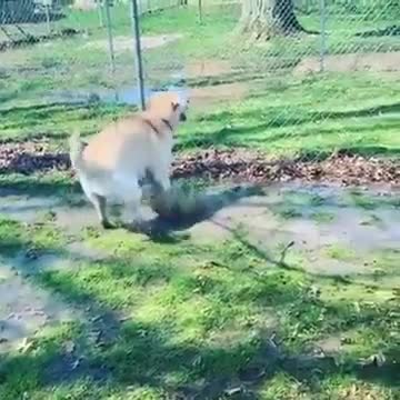 The happy dog ​​is fooling around