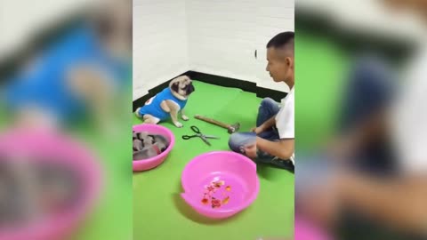 YOU WILL NOT BELIEVE HOW THIS MOM DOG CARES FOR HER CHILDREN