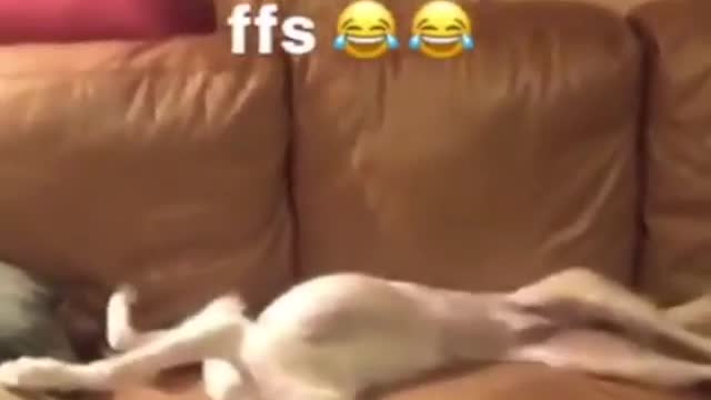 White dog laying down on sofa stretching