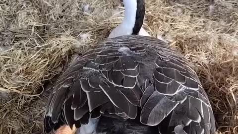 Close-up of goose laying eggs