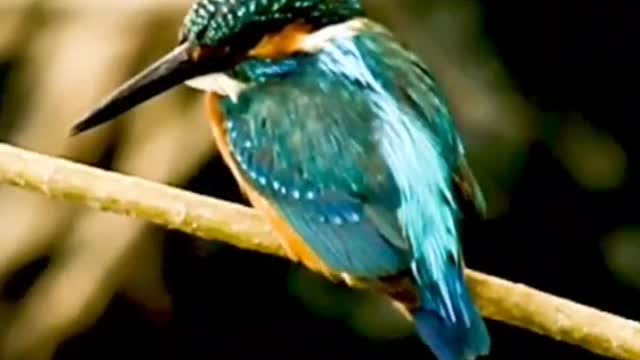 Beautiful Bird video