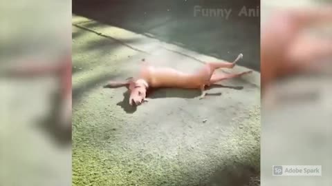 Funny dog spin