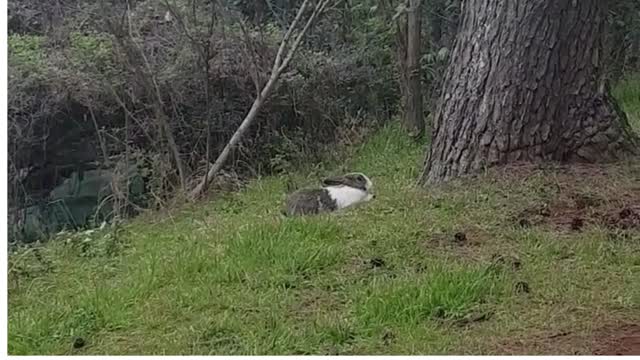 Rabbit sitting on the grass