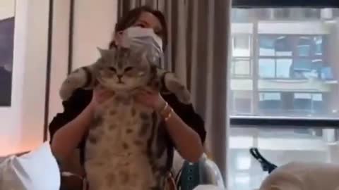 cat love this hifi dancing