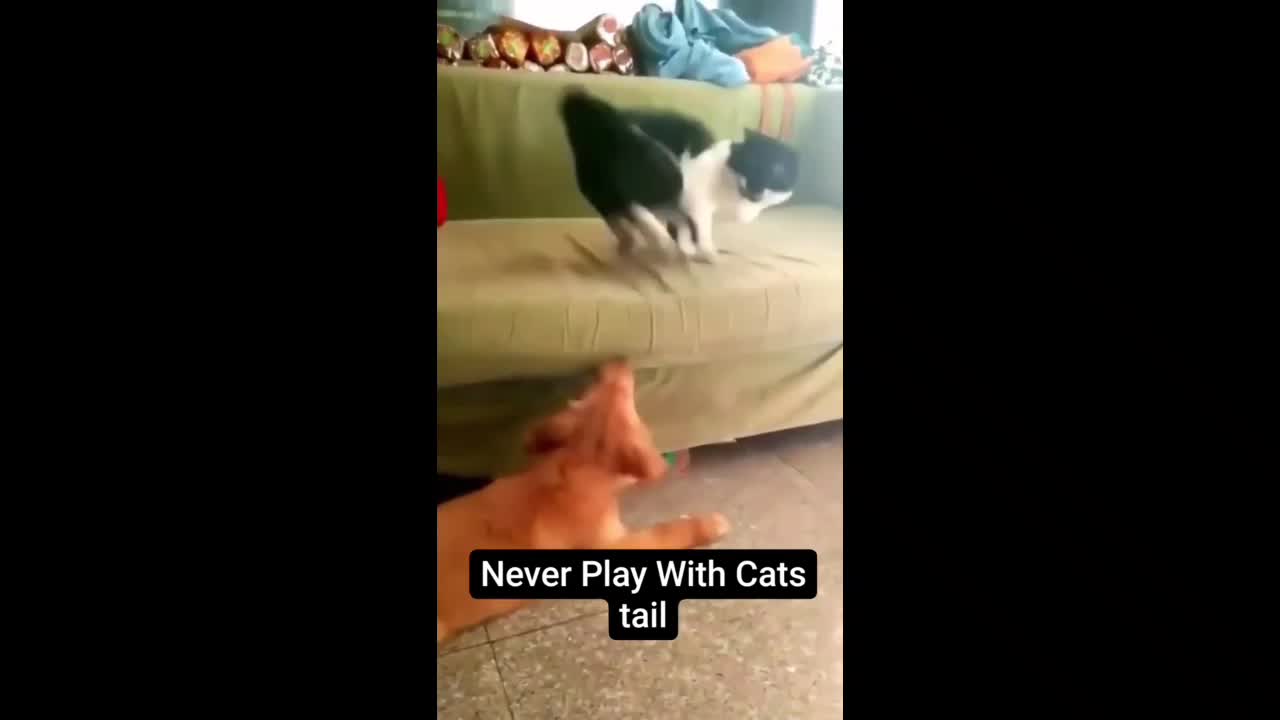 Cute ❤️ cat funny reaction 😂😂😂