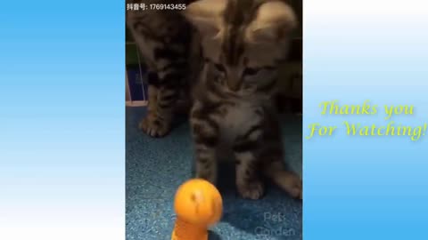 The Best FUNNY CATS Videos - Funny Animal