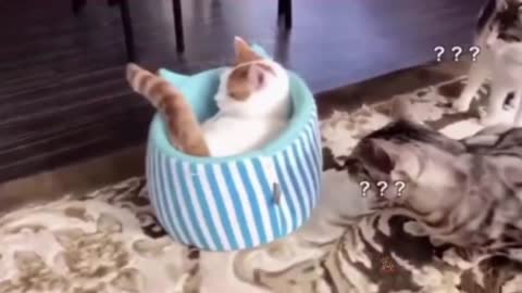 Looking at this cat is rolling around the ground, it's really interesting