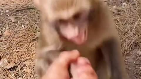 Monkey astonished..