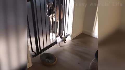 Look where the dog ended up