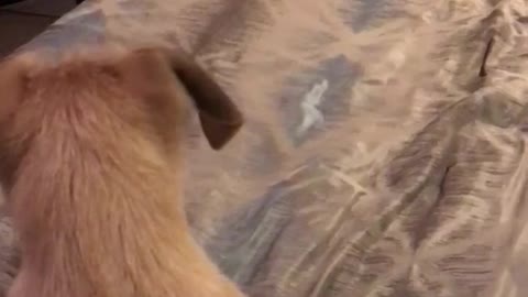 Dog peekaboo with girl