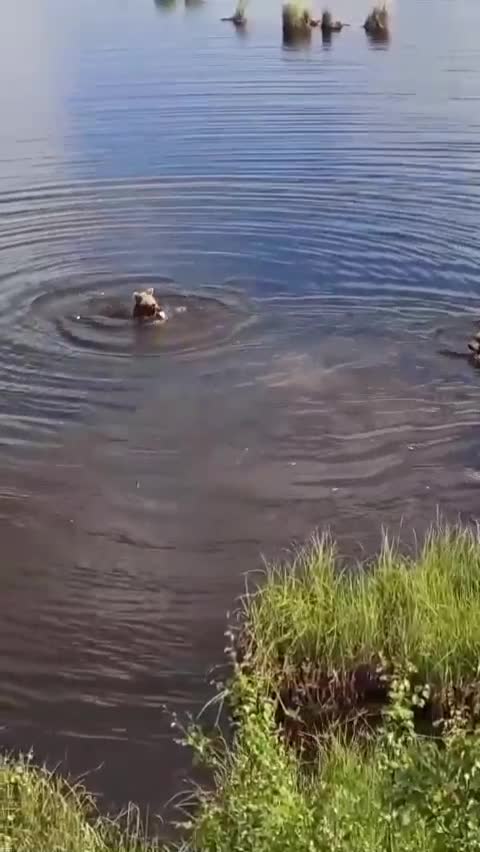 Bears swim in the pond
