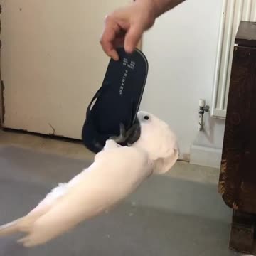 Cardinal bird trying to reach its owner's shoes (3)