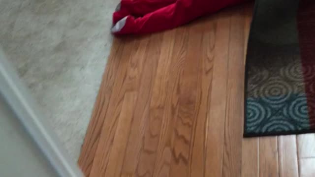 Turns Out The Rug Is Not A Good Hide And Seek Spot...